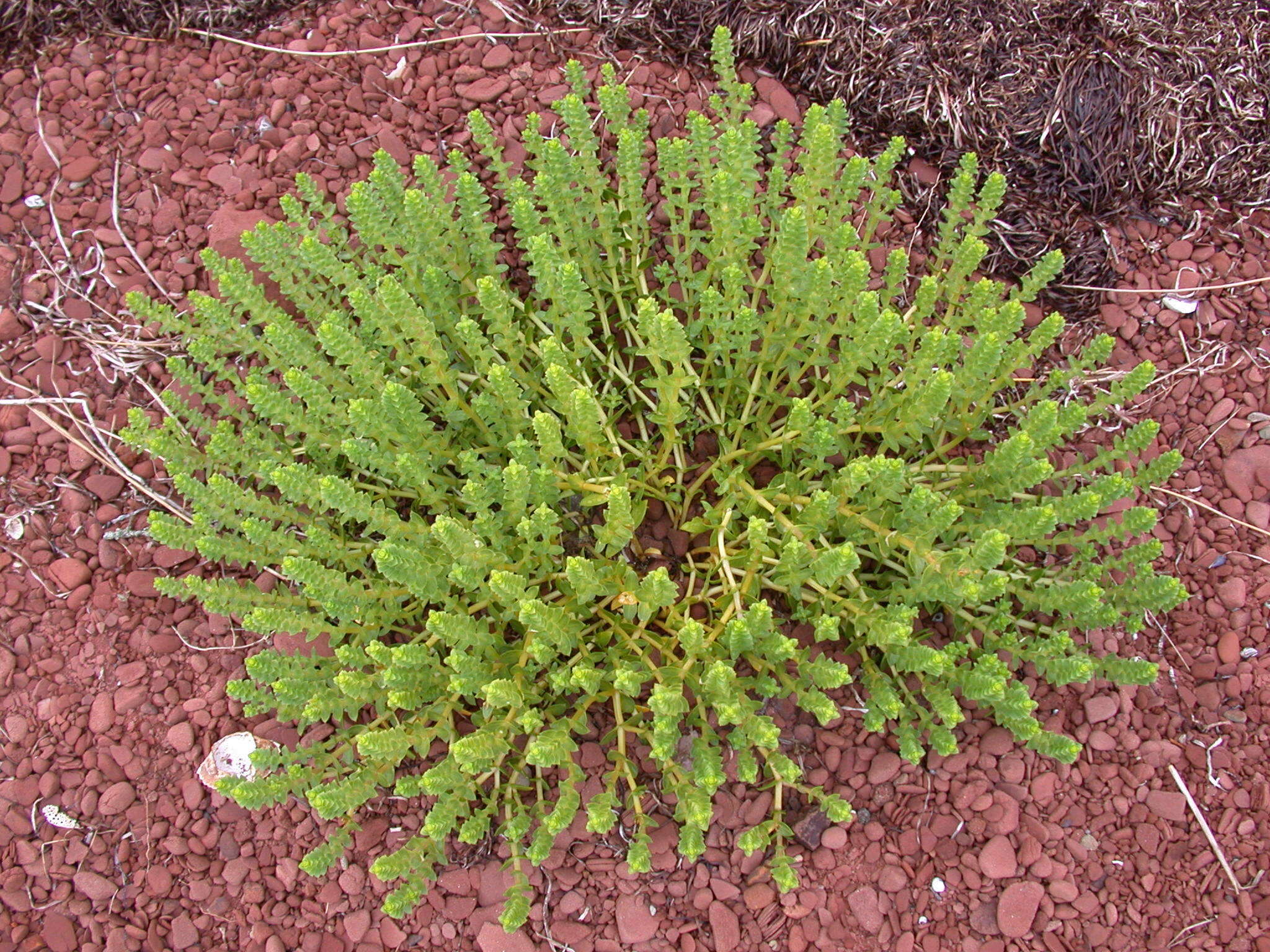 Plancia ëd Honckenya peploides subsp. robusta (Fern.) Hultén