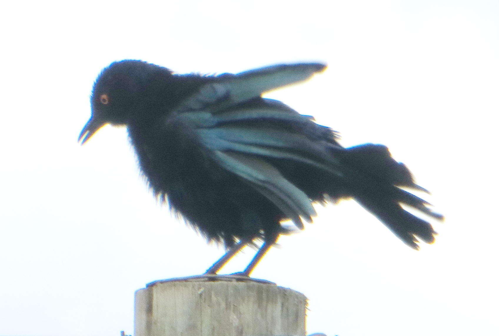 Image of Cape Glossy Starling