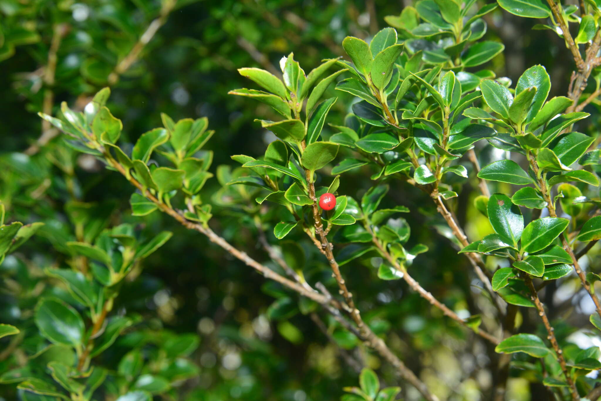 Ilex yunnanensis var. parvifolia (Hayata) S. Y. Hu resmi