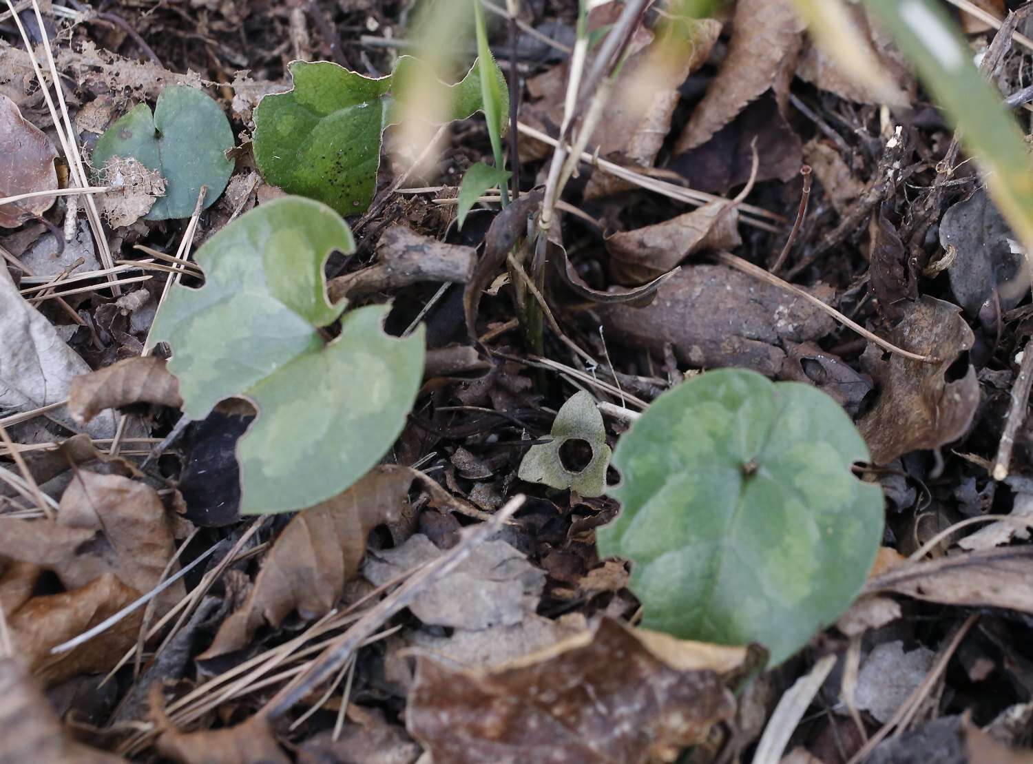 Image of Asarum fauriei var. takaoi (F. Maek.) T. Sugaw.