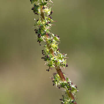 Image of Acaena echinata Nees