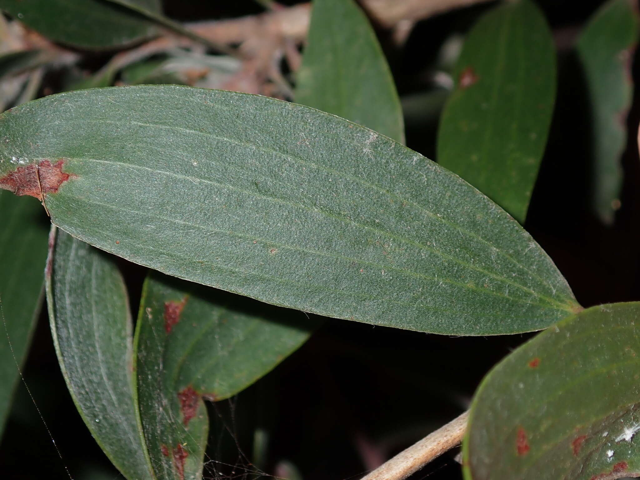 Sivun Beesonia ferrugineus (Froggatt 1921) kuva