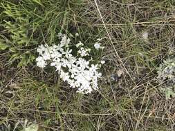 Image of Missoula phlox