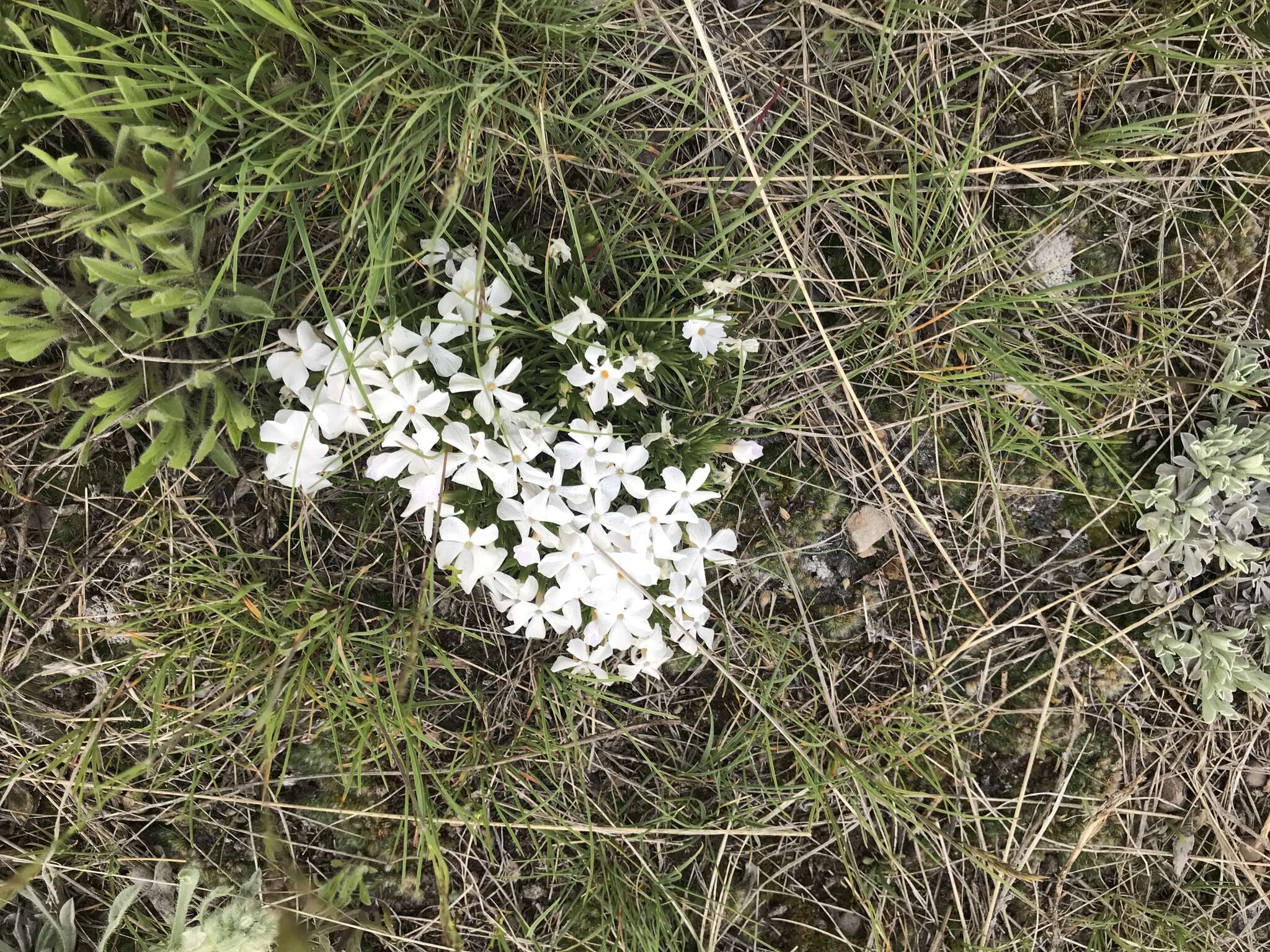 Image of Missoula phlox