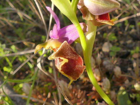 Image of Ophrys fuciflora subsp. apulica O. Danesch & E. Danesch