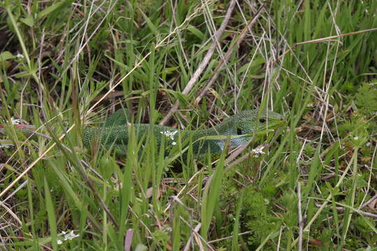 Image of Lacerta diplochondrodes cariensis