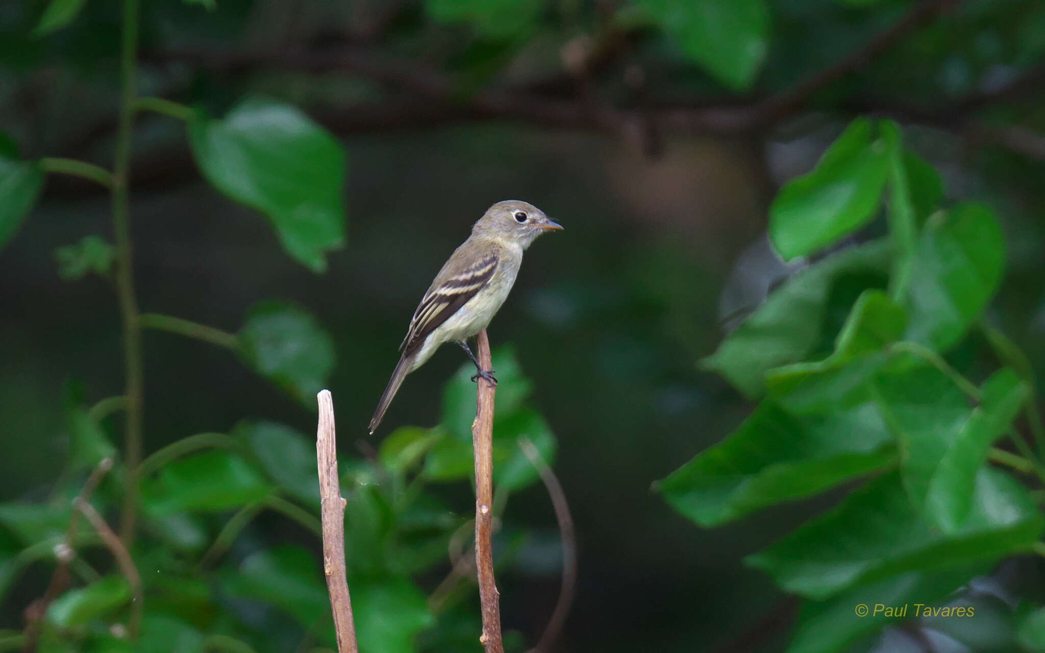 Image of Alder Flycatcher