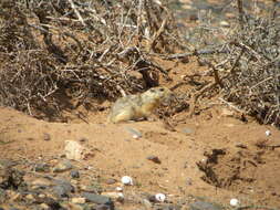 Image of Fat Sand Rat