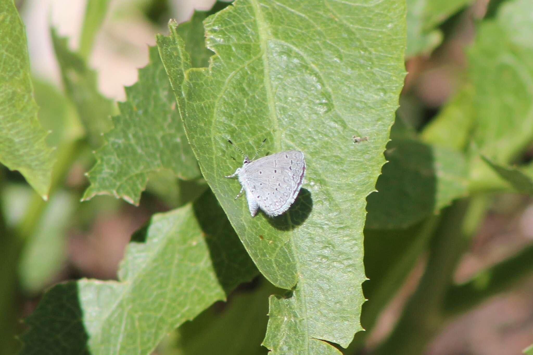 Image of Celastrina echo cinerea (W. H. Edwards 1883)