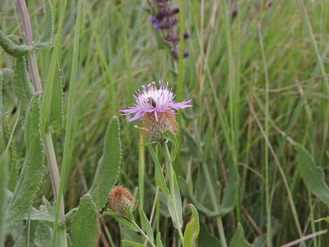 Centaurea trichocephala Bieb. ex Willd. resmi