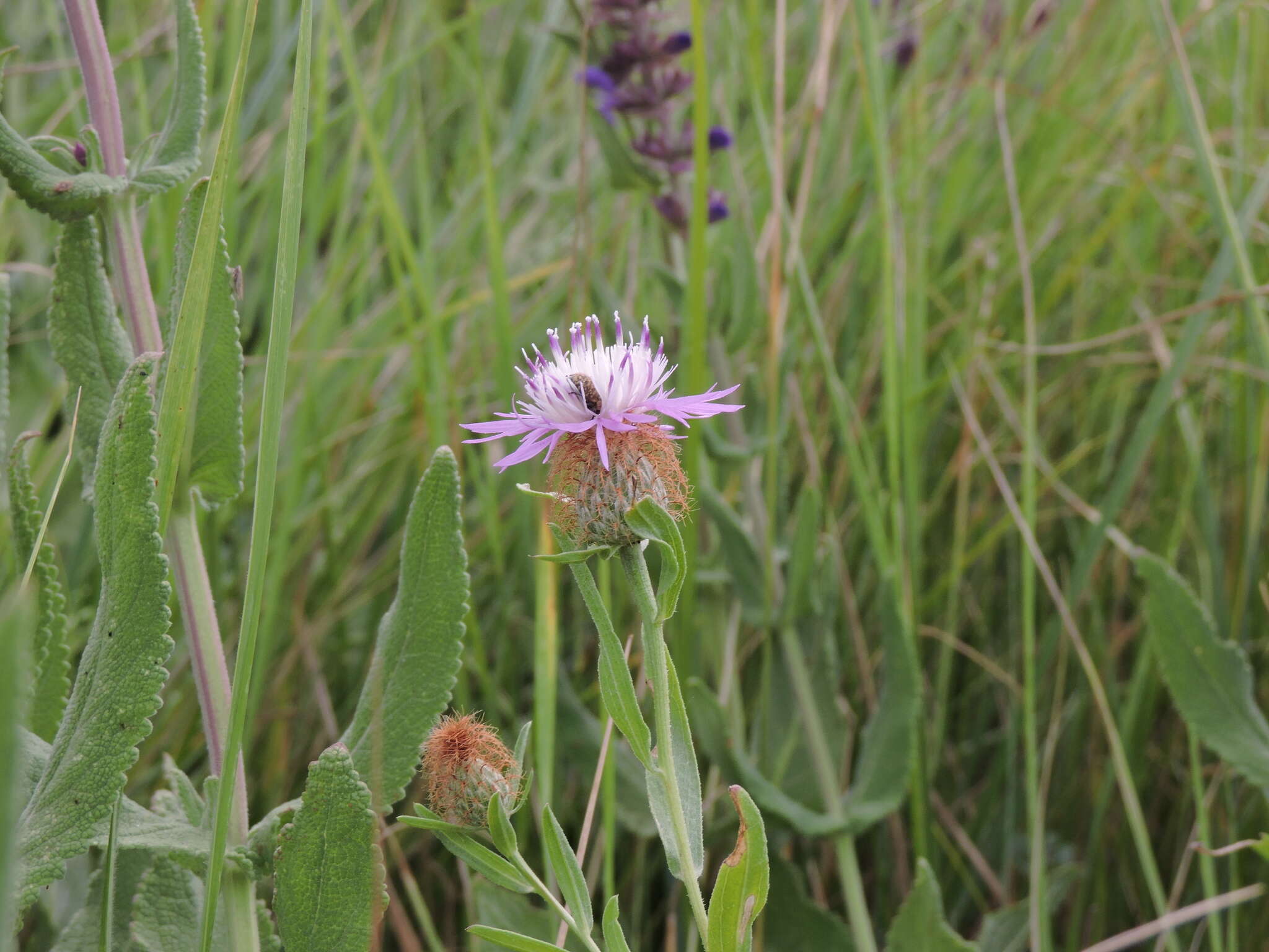 Image of feather-head knapweed