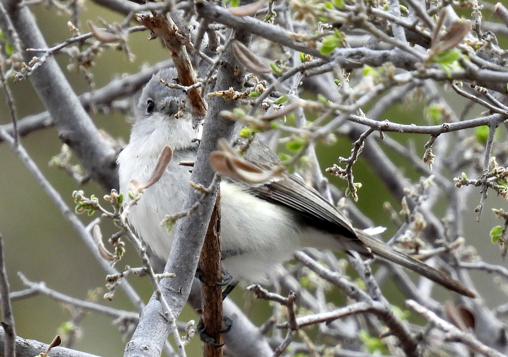 Image of Gray Vireo