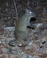 Image of Black-footed Mesembriomys