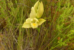 Eulophia tabularis (L. fil.) Bolus的圖片