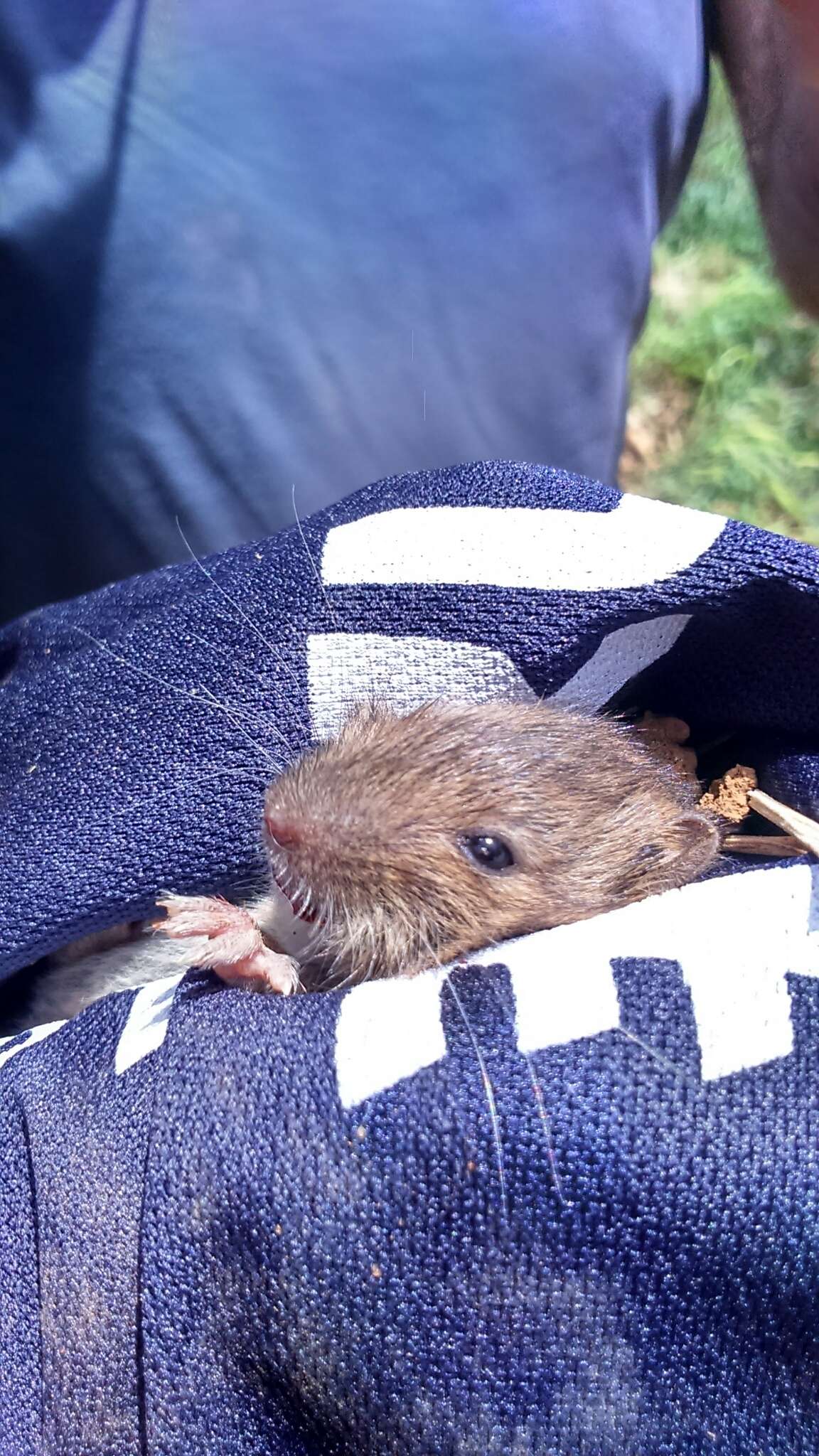 Image of Guenther’s Vole