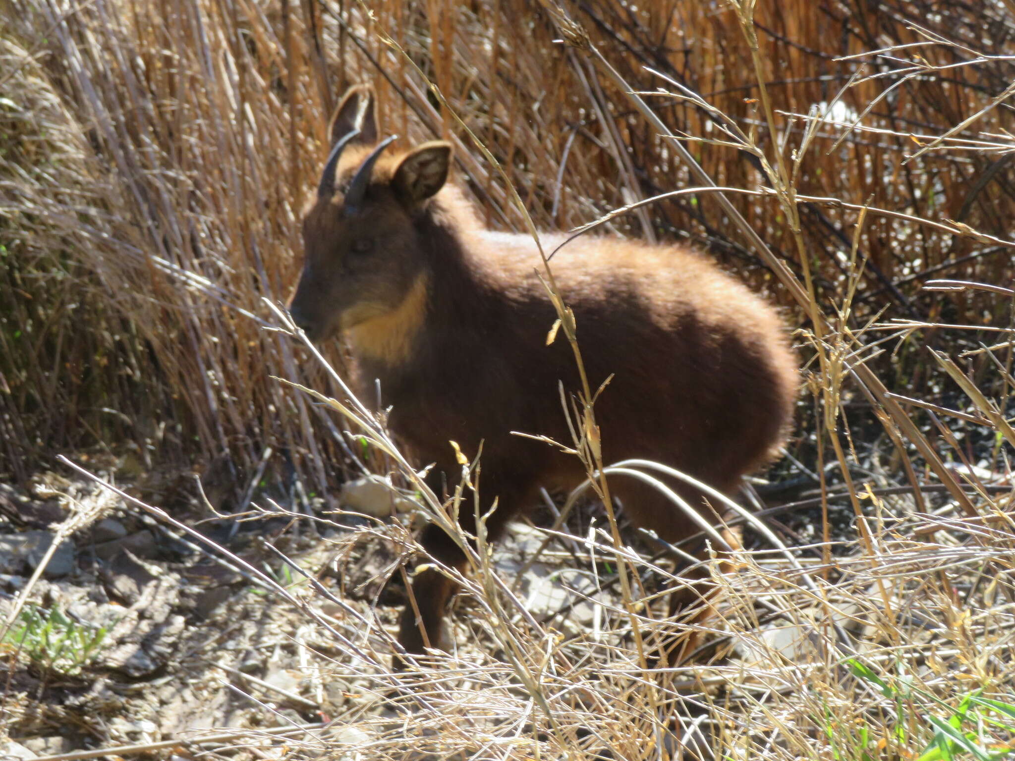 Image of Formosan Serow