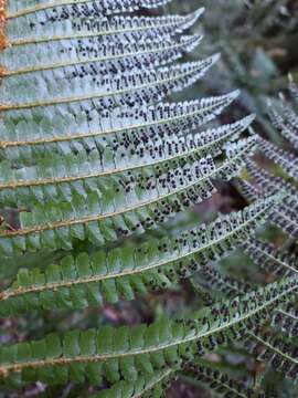 Image of Polystichum mucronifolium (Bl.) Nayar & Kaur