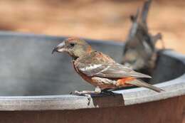 Image of Hispaniolan Crossbill