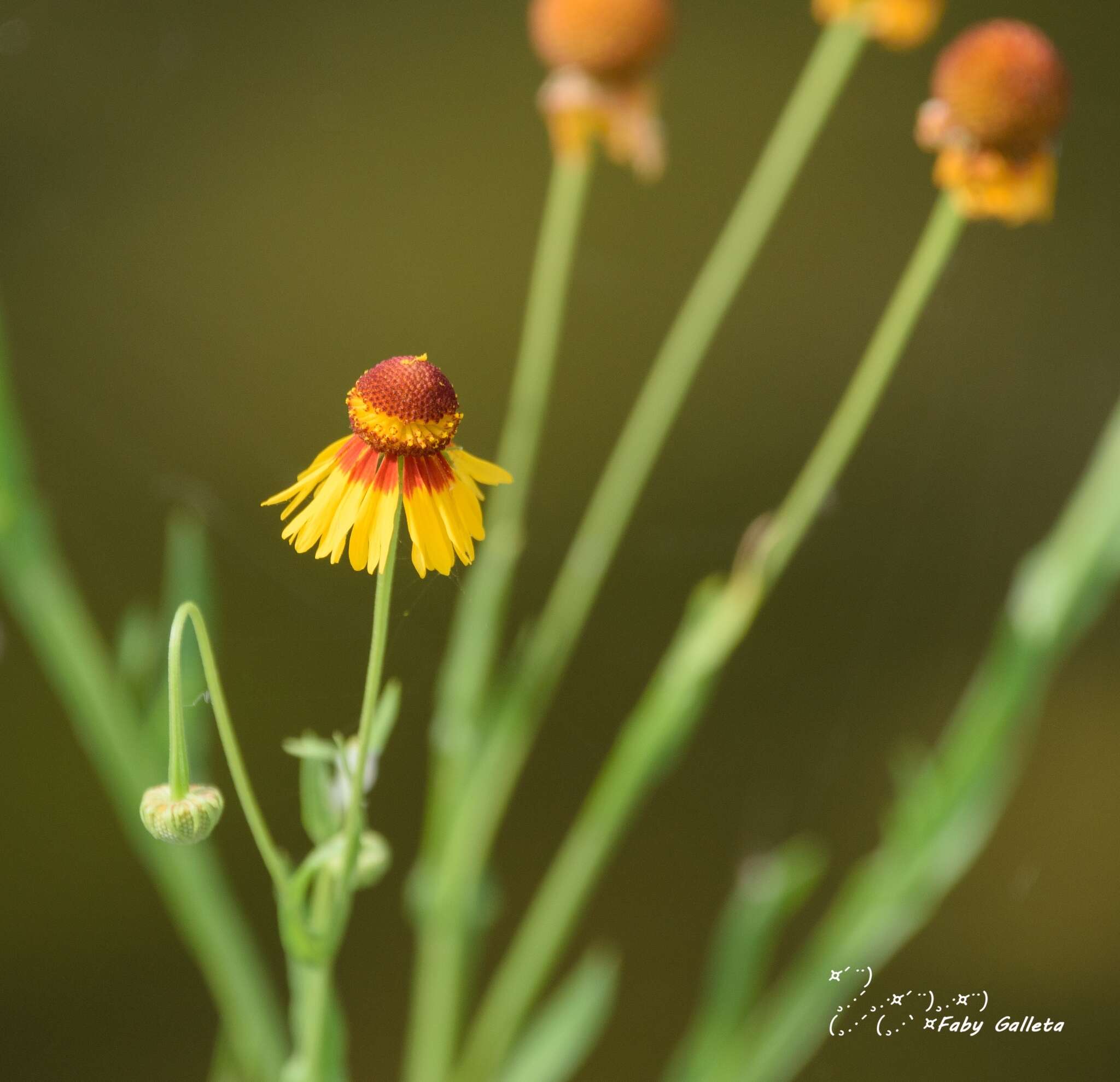 Image de Helenium amphibolum