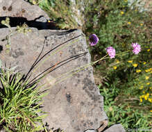 Image of Armeria maderensis Lowe