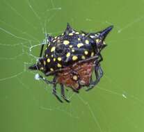 Image of Gasteracantha rhomboidea comorensis Strand 1916