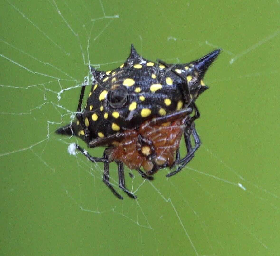 Image of Gasteracantha rhomboidea comorensis Strand 1916