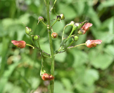 Imagem de Scrophularia lanceolata Pursh