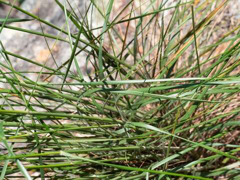 Image of Austrostipa densiflora (Hughes) S. W. L. Jacobs & J. Everett