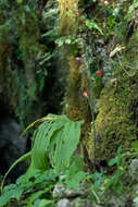 Image of Calanthe labrosa (Rchb. fil.) Rchb. fil.