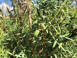 Image of Pimelea neoanglica S. Threlfall