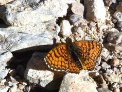 Plancia ëd <i>Melitaea deione</i>