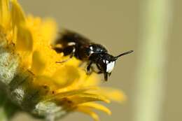 Image of Hylaeus nigritus (Fabricius 1798)