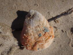 Image of scarlet thorny oyster