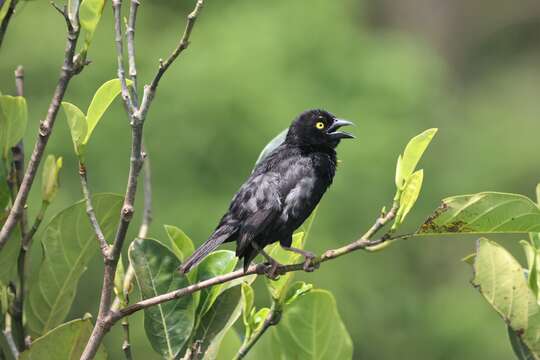 Image of Vieillot's Weaver