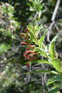 Слика од Lobelia excelsa Bonpl.