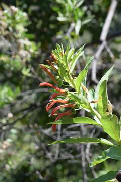 Lobelia excelsa Bonpl. resmi