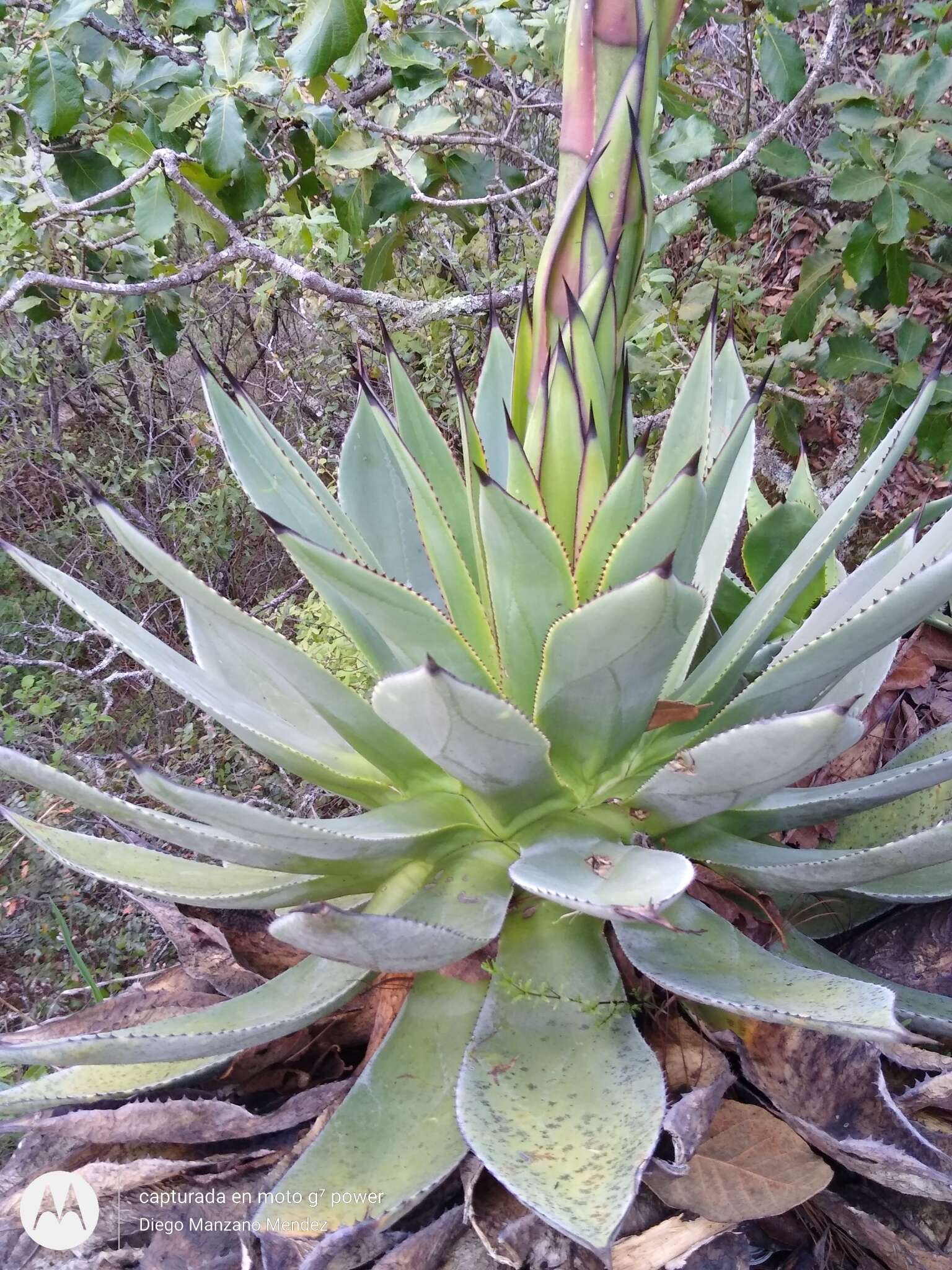 Image of Chamula agave