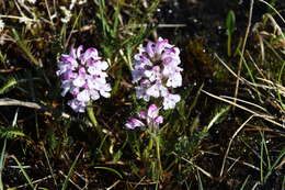 Image of Sudetic Lousewort