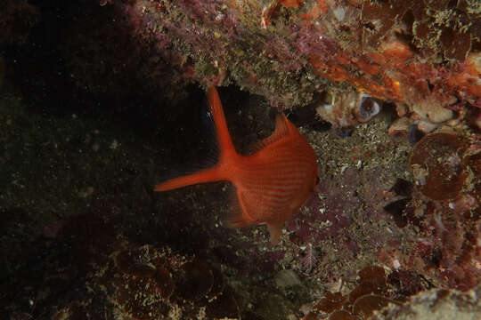 Image of Eastern nannygai