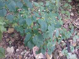 Image of grassleaf spurge