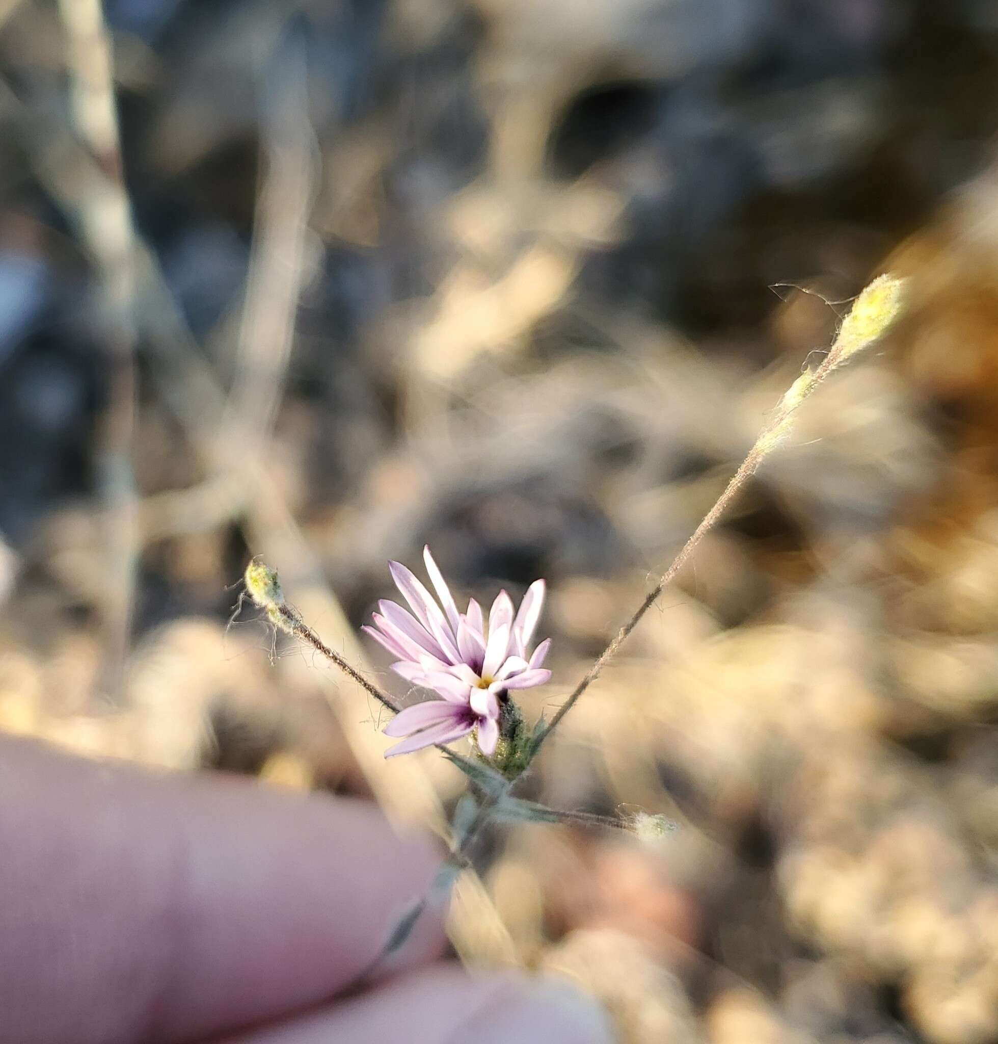 Plancia ëd Lessingia nemaclada Greene