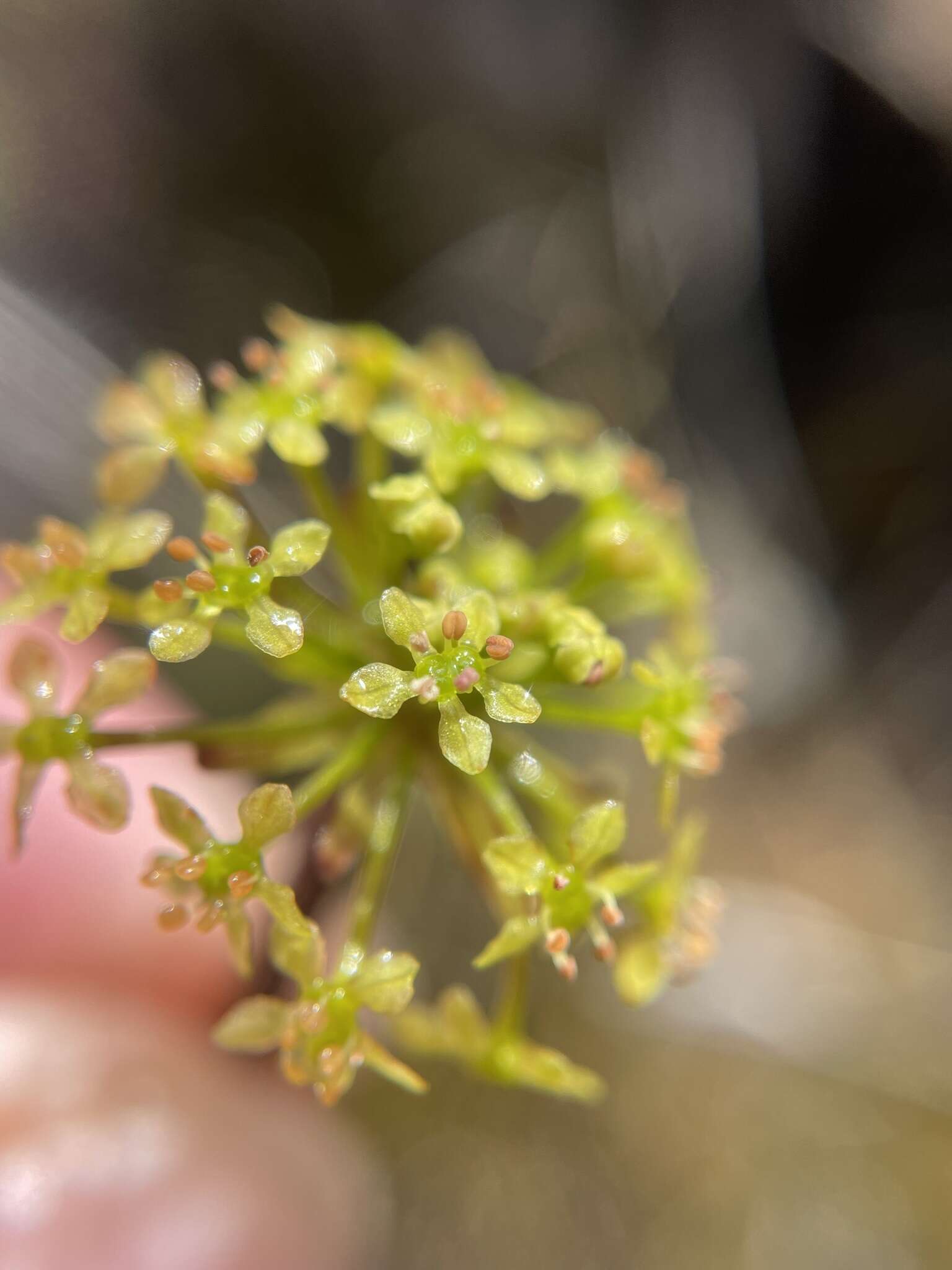 Imagem de Diplaspis cordifolia (Hook.) Hook. fil.