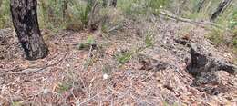 Image of Conospermum longifolium subsp. angustifolium (Meissn.) L. A. S. Johnson & Gillivray