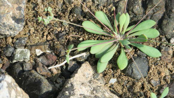 Sivun Polycarpaea spicata Arnott kuva