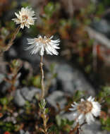 Plancia ëd Anaphalioides bellidioides (G. Forst.) D. Glenny