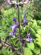 Imagem de Salvia forskaehlei L.