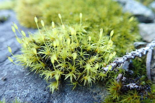 Image of <i>Racomitrium macounii</i> subsp. <i>alpinum</i> (E. Lawton) Frisvoll