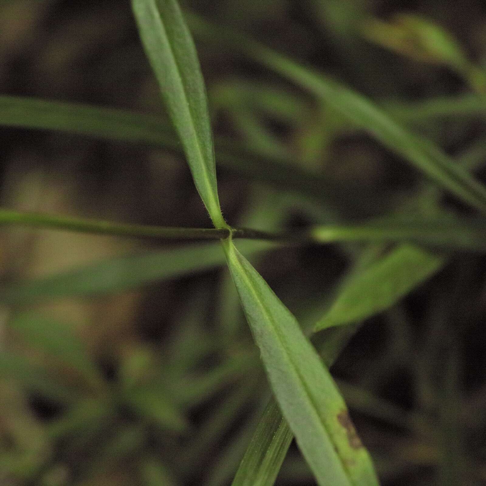 Imagem de Phlox glaberrima subsp. triflora (Michx.) Wherry