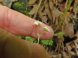 Image of Palmer's cornsalad