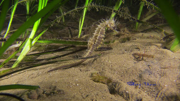 Image of Long-snouted Seahorse